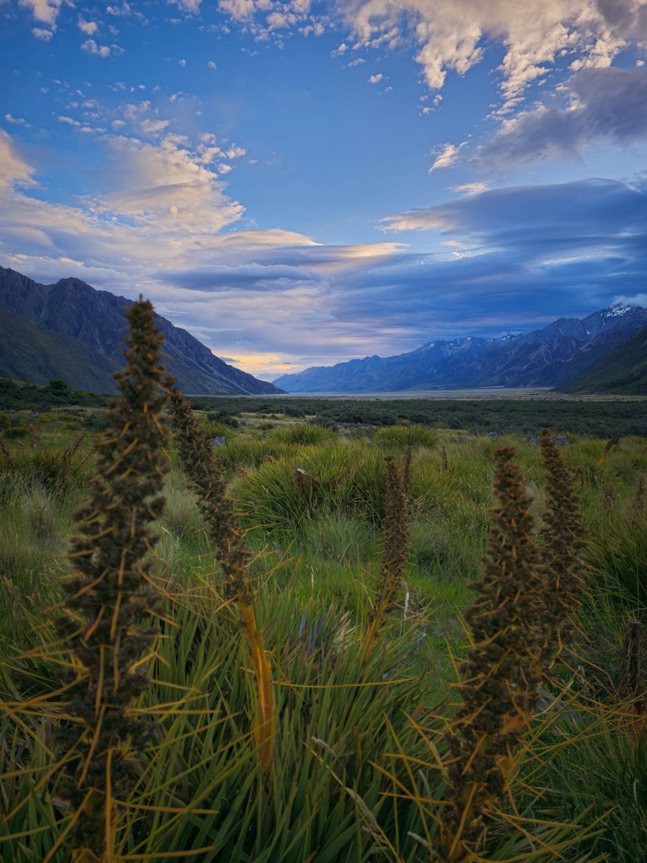 Spiky speargrass seed heads and tussock in front of a wide mountain valley under a blue evening sky and soft cloud