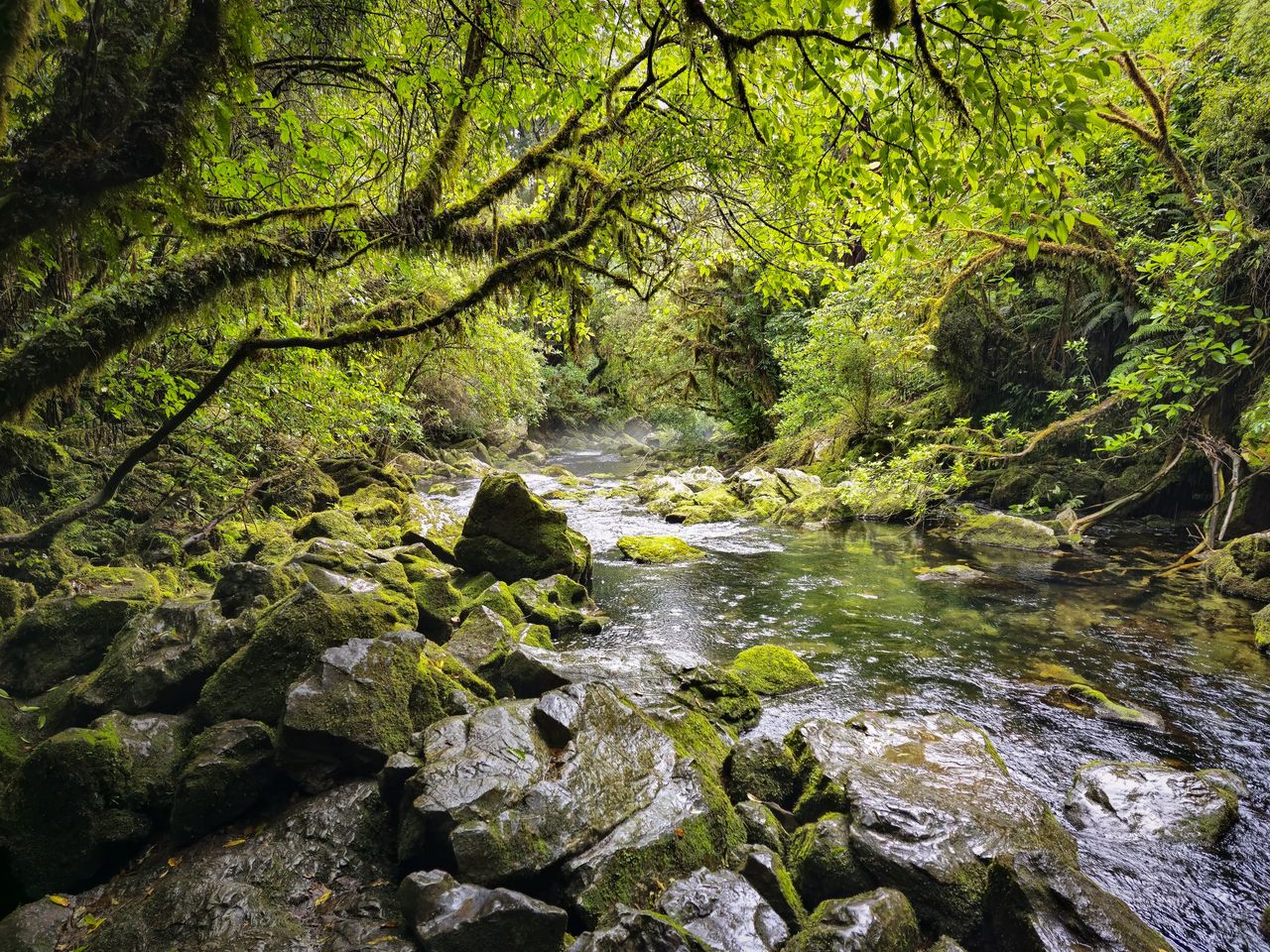 Clear stream flowing over moss-covered boulders beneath overhanging, moss-draped branches in dense green native forest