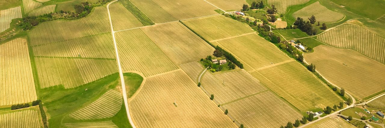 Aerial view of vineyard blocks in neat rows, split by gravel roads and tree shelterbelts, with scattered farm buildings