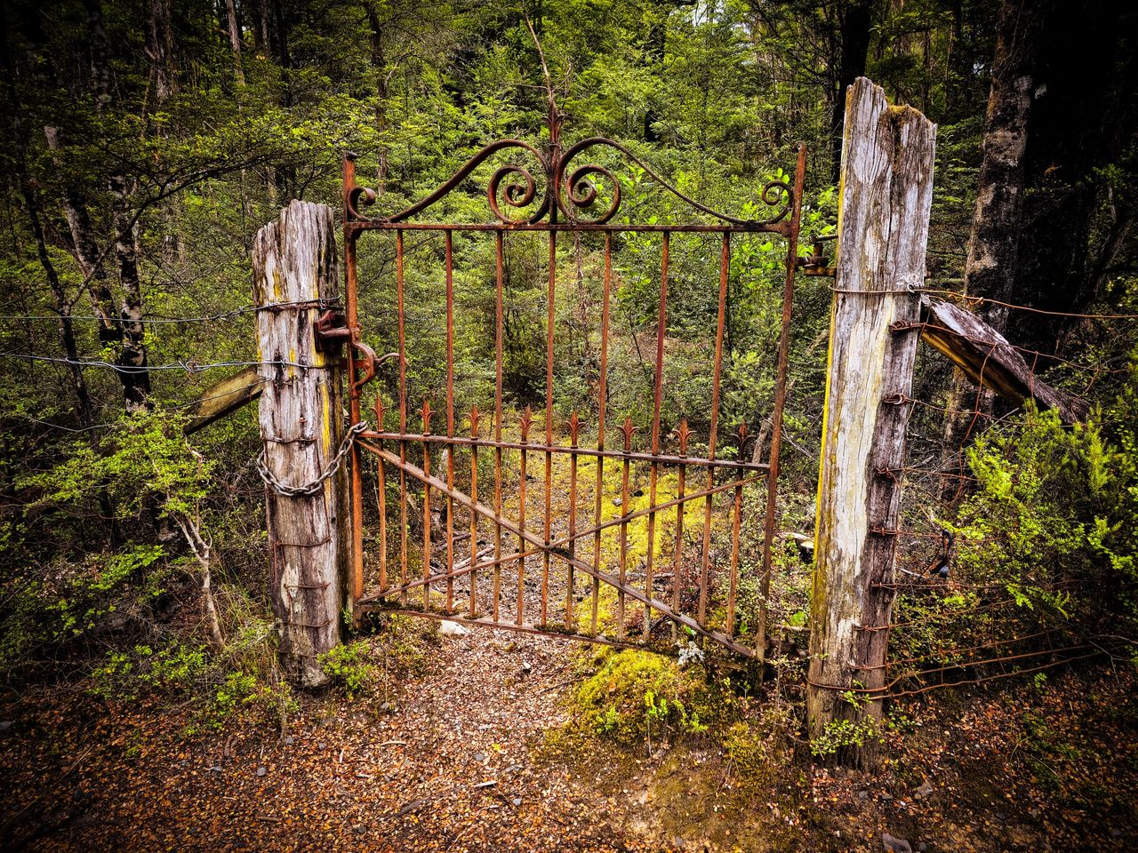 Ornate rusted iron gate between two weathered timber posts, a chain on one post, barbed wire either side and dense green forest behind