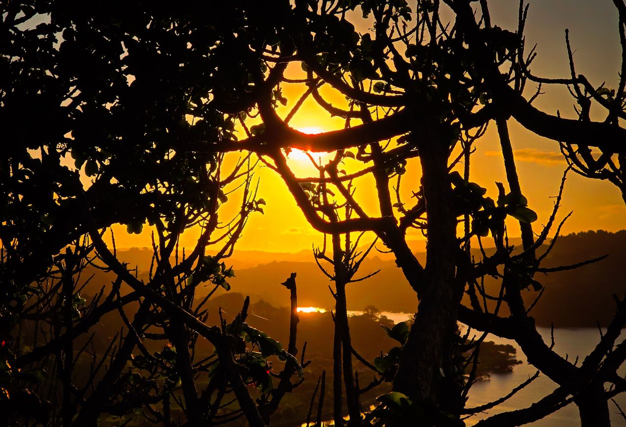 Low sun glowing through the silhouetted branches of coastal trees, above an estuary and bush-covered hills