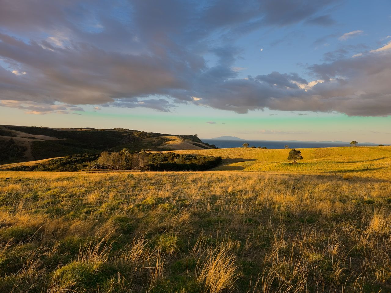 Golden evening light on rolling farmland with scattered trees, the sea and a distant island beyond, the moon in a cloudy sky
