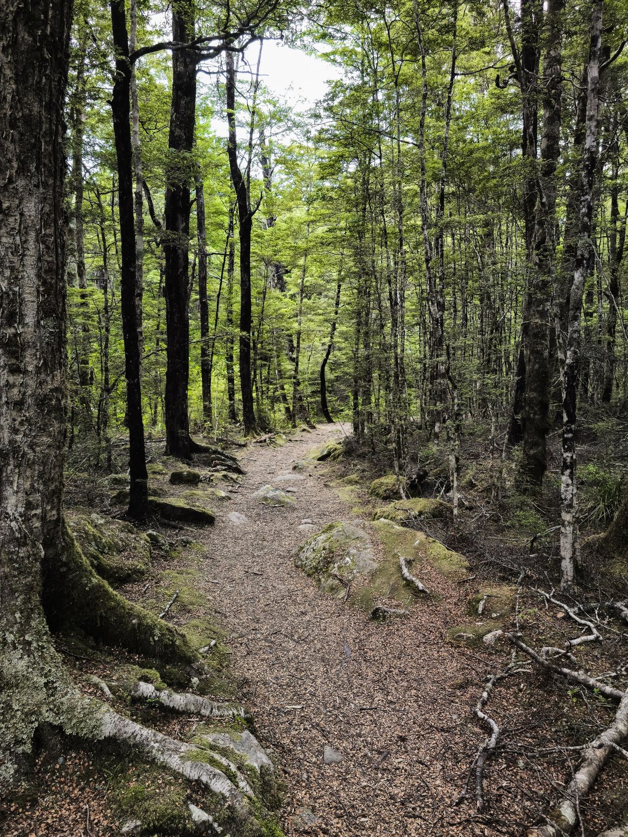 Gravel walking track winding through tall, dark-trunked beech forest with mossy roots and a bright green canopy