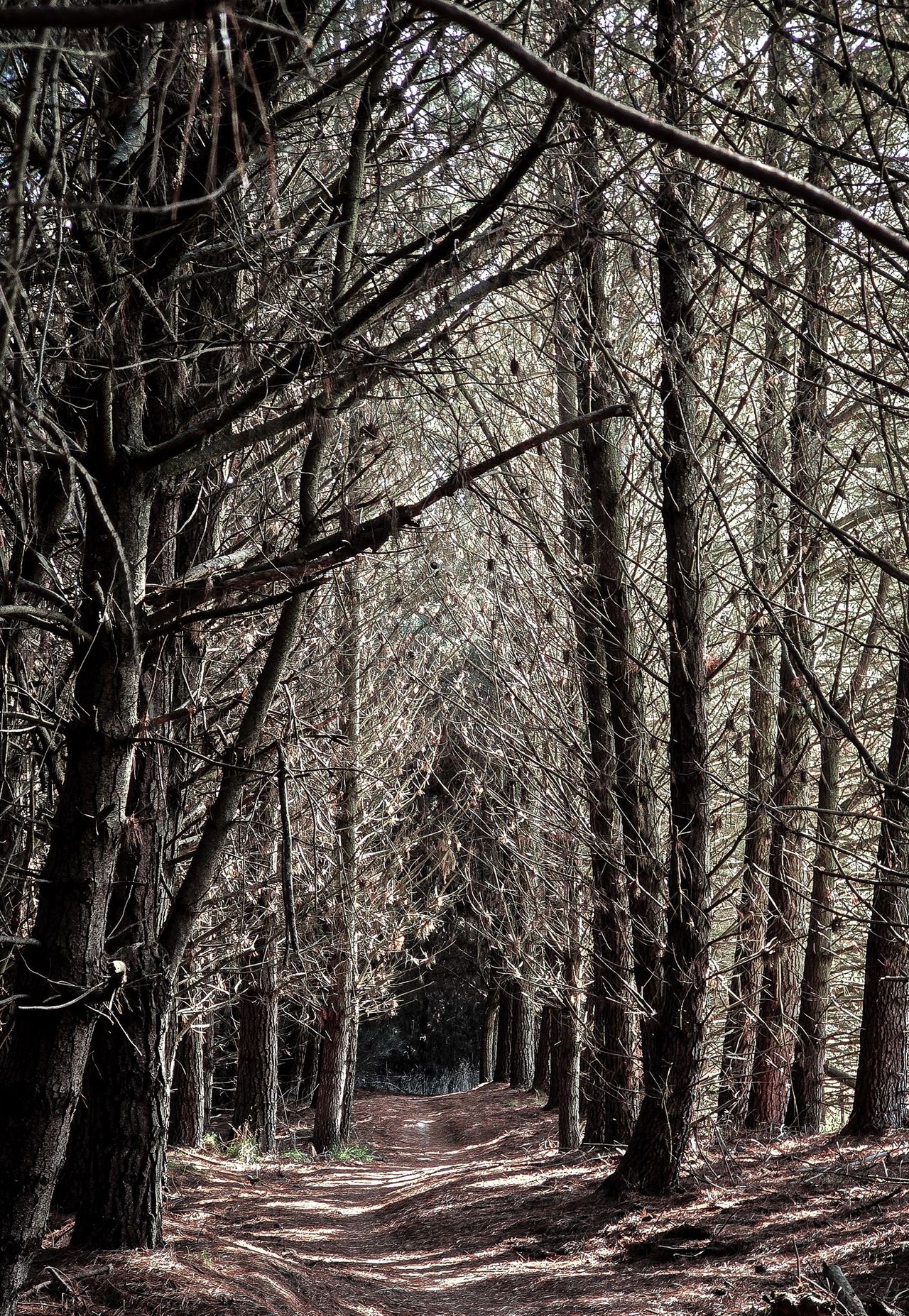 A narrow dirt track running through a tunnel of tall pine trees with bare lower branches, light filtering through
