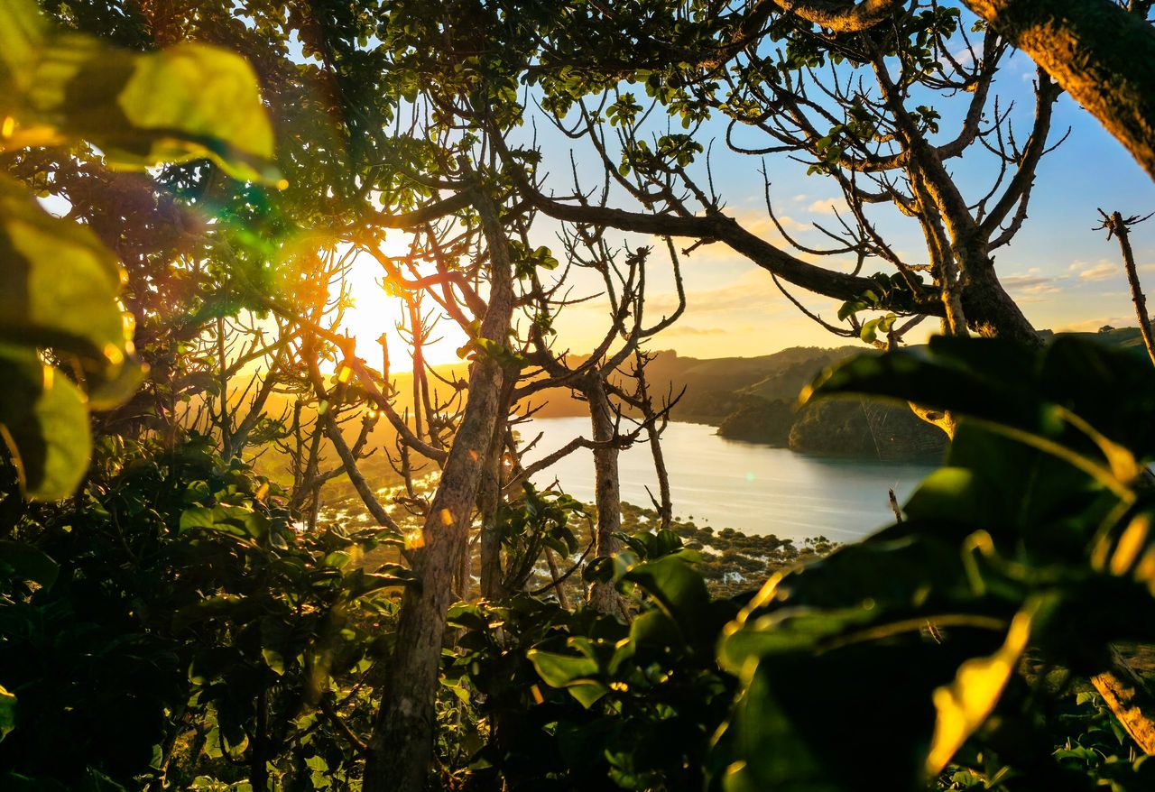Low sun shining through the branches and leaves of coastal trees onto a calm inlet, with bush-covered headlands beyond